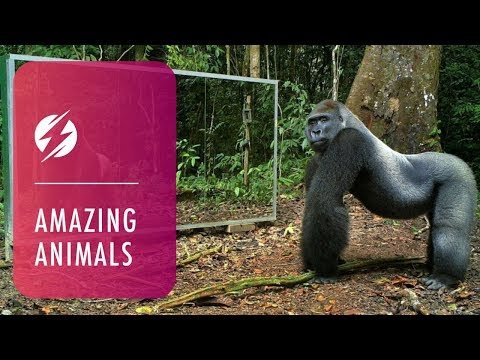 Animals in Mirrors Hilarious Reactions thumbnail
