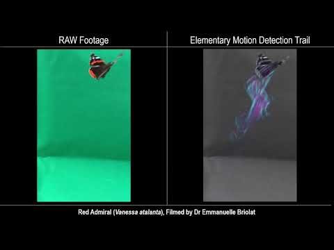 European butterflies thumbnail