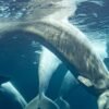 2 more beluga whales die at Chicago aquarium, including 1 recently rescued from Canada
