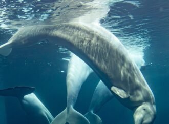 2 more beluga whales die at Chicago aquarium, including 1 recently rescued from Canada