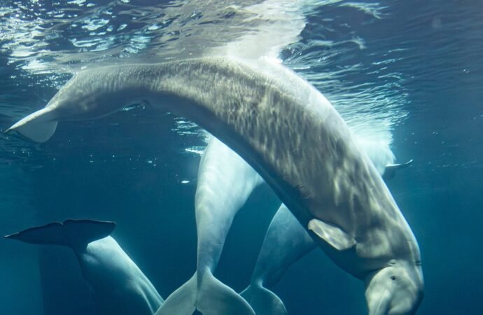 2 more beluga whales die at Chicago aquarium, including 1 recently rescued from Canada
