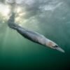 20 soaring images from the Bird Photographer of the Year 2026 awards