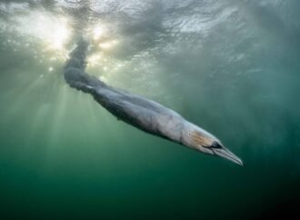 20 soaring images from the Bird Photographer of the Year 2026 awards