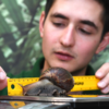 500 snails mailed to Tahiti to reclaim their natural habitat