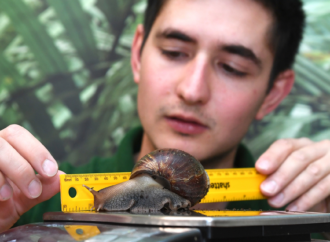 500 snails mailed to Tahiti to reclaim their natural habitat