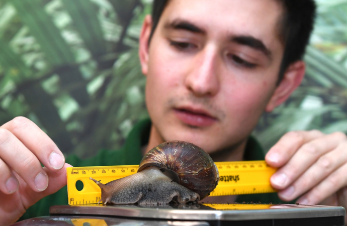 500 snails mailed to Tahiti to reclaim their natural habitat