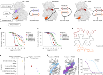 A design approach for bitopic kinase inhibitors – Nature
