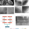 A methanogen hydrolase reveals the structure of archaeal peptidoglycan – Nature