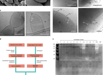 A methanogen hydrolase reveals the structure of archaeal peptidoglycan – Nature