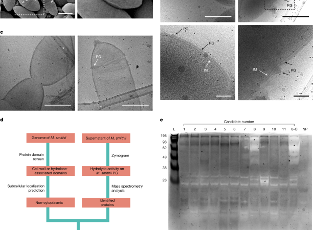 A methanogen hydrolase reveals the structure of archaeal peptidoglycan – Nature