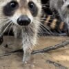 A raccoon boot camp in Mississippi teaches abandoned kits survival skills