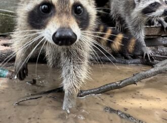 A raccoon boot camp in Mississippi teaches abandoned kits survival skills