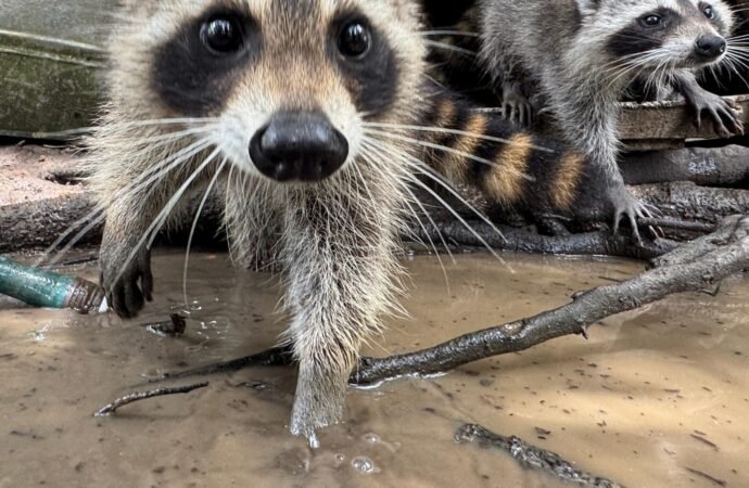 A raccoon boot camp in Mississippi teaches abandoned kits survival skills