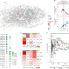 A retinoic acid autoregulatory loop governing prefrontal–motor arealization – Nature