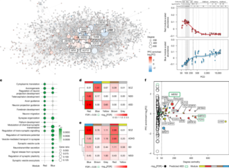 A retinoic acid autoregulatory loop governing prefrontal–motor arealization – Nature