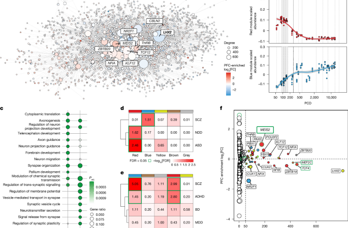 A retinoic acid autoregulatory loop governing prefrontal–motor arealization – Nature