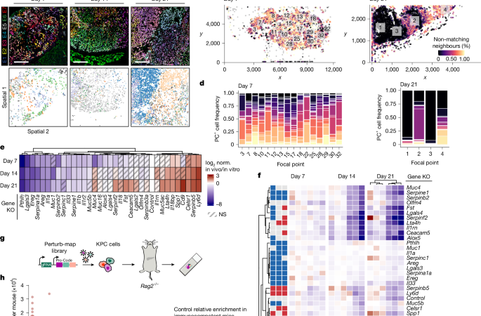 A serpin–myeloid axis in pancreatic cancer heterogeneity and immune evasion – Nature