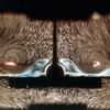 AI cracked the Navier–Stokes challenge. What does that mean for physics?