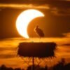 APOD: 2026 September 3 – The Eclipse and the Stork – NASA Science