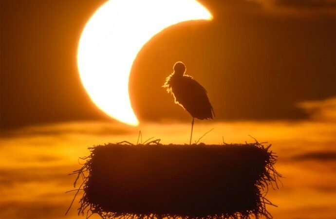APOD: 2026 September 3 – The Eclipse and the Stork – NASA Science