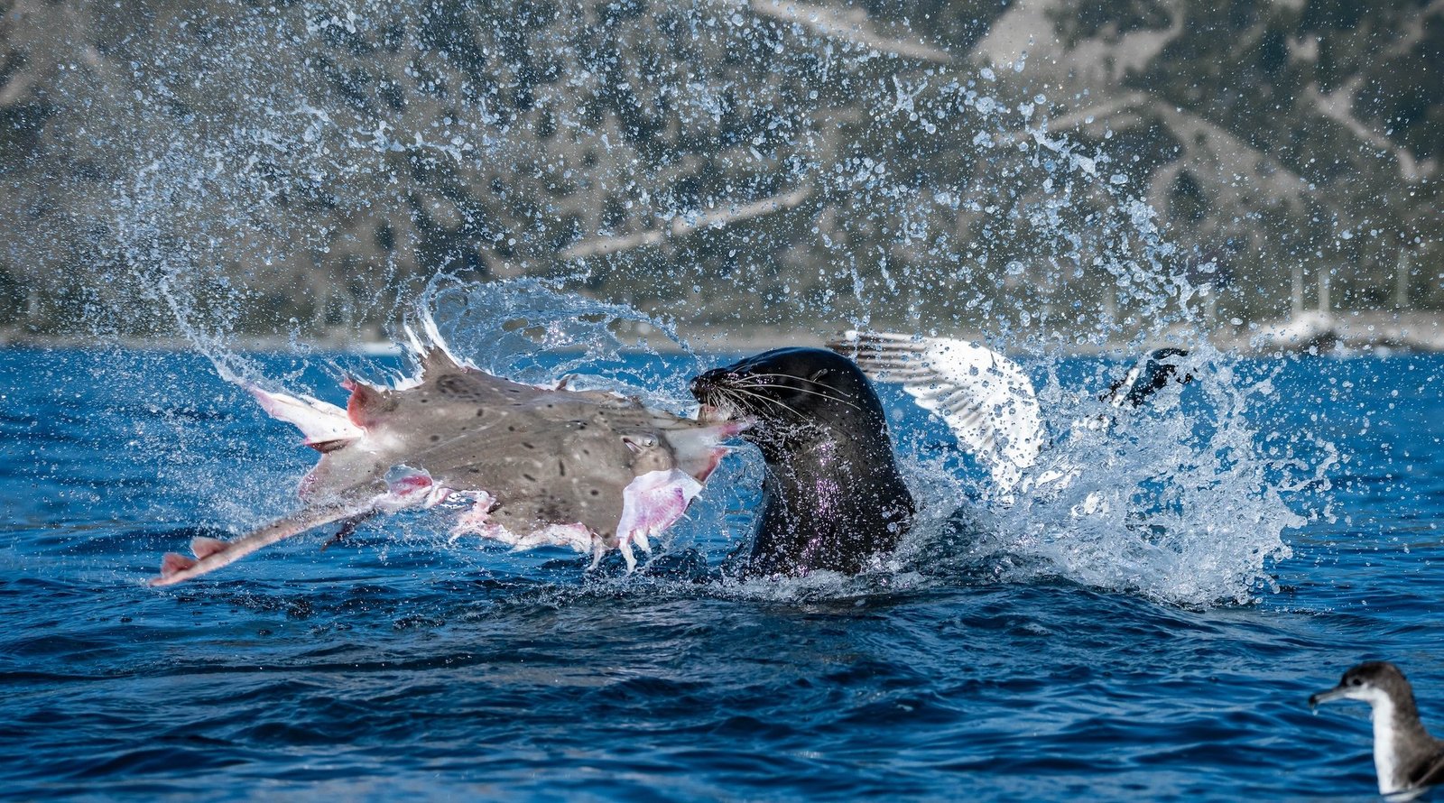 A New Zealand fur seal tears apart a rough skate