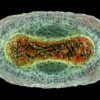 AlphaFold ‘goes viral’: database adds protein complexes of common viruses
