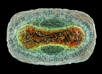 AlphaFold ‘goes viral’: database adds protein complexes of common viruses