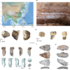 Ancient proteins identify various Denisovan remains from Southwest China – Nature