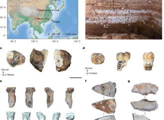 Ancient proteins identify various Denisovan remains from Southwest China – Nature