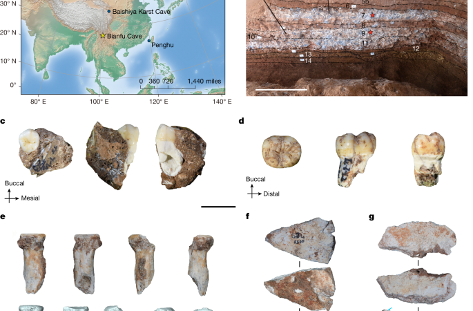 Ancient proteins identify various Denisovan remains from Southwest China – Nature