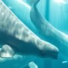 Another beluga whale dies at Chicago aquarium after rescue mission from Canada park