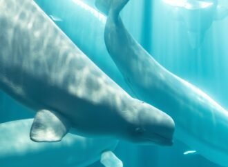 Another beluga whale dies at Chicago aquarium after rescue mission from Canada park