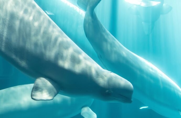 Another beluga whale dies at Chicago aquarium after rescue mission from Canada park