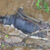Anthrax outbreak: Zambians warned not to eat dead wildlife