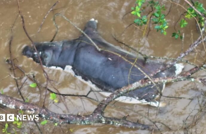 Anthrax outbreak: Zambians warned not to eat dead wildlife