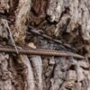 Arborists use supersonic air to save 300-year-old tree that survived American Revolution