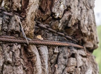 Arborists use supersonic air to save 300-year-old tree that survived American Revolution