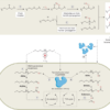 Assessing biological degradation of non-hydrolysable synthetic polymers – Nature