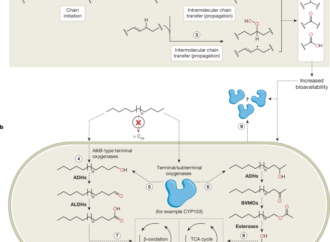 Assessing biological degradation of non-hydrolysable synthetic polymers – Nature