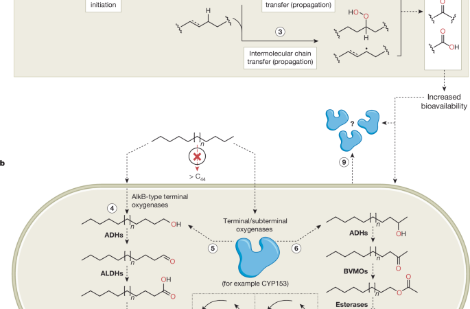 Assessing biological degradation of non-hydrolysable synthetic polymers – Nature