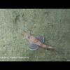 Backwards-walking fish caught on video in the South China Sea
