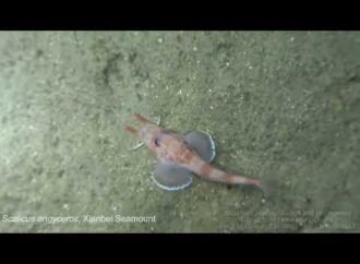 Backwards-walking fish caught on video in the South China Sea
