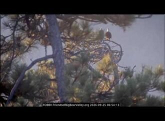 Bald eagles Shadow and Kaydee share a peaceful morning, Jackie’s memorial service approaches