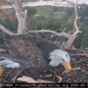 Bald eagles Shadow and Kaydee share sticks and ‘beaky kisses’