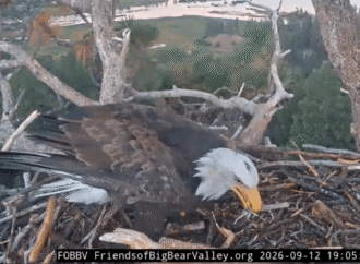 Bald eagles Shadow and Kaydee share sticks and ‘beaky kisses’