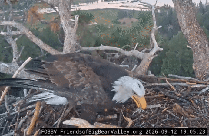 Bald eagles Shadow and Kaydee share sticks and ‘beaky kisses’