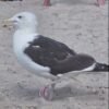 Bamboo skewer safely removed from a bird’s cloaca in New York