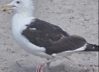 Bamboo skewer safely removed from a bird’s cloaca in New York