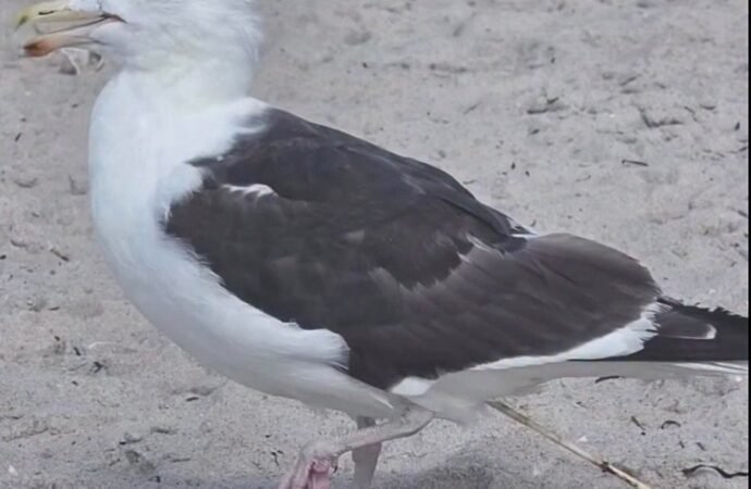Bamboo skewer safely removed from a bird’s cloaca in New York