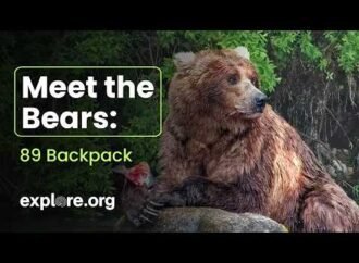 Bear #89 (Backpack) wins Fat Bear Week 2026